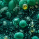 Effects of Microplastics on Spirulina Cells