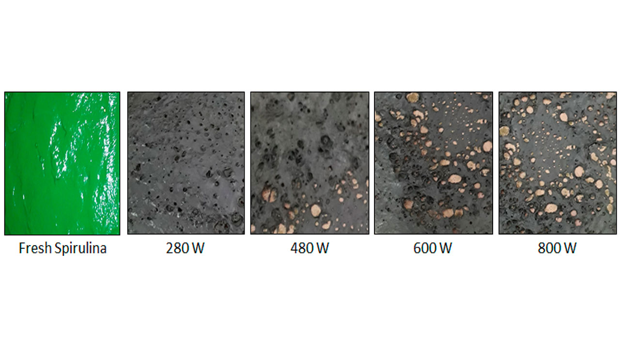 Microwave Radiation Spirulina Powders